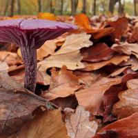 Amethyst Deceiver 3 